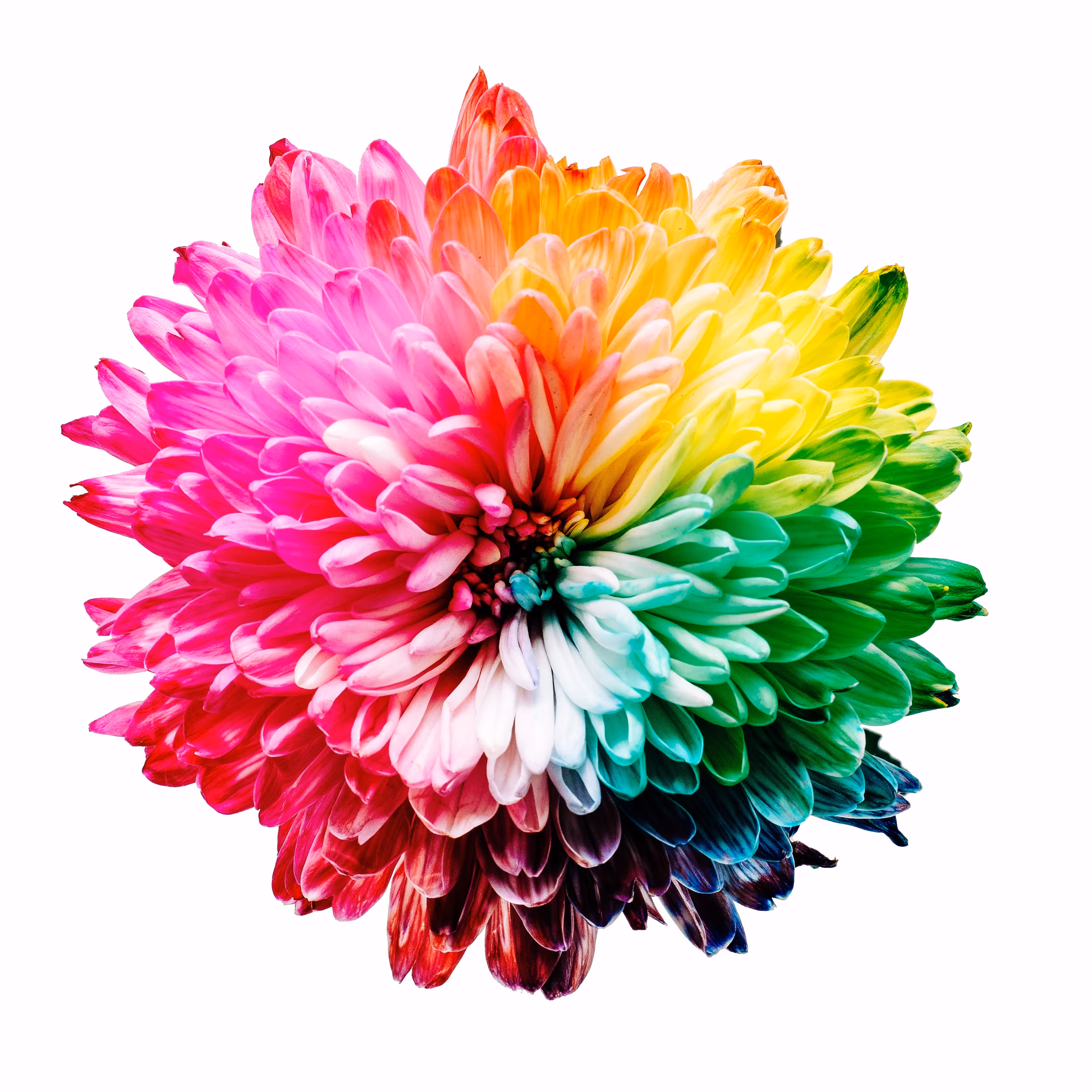 A rainbow-coloured flower
